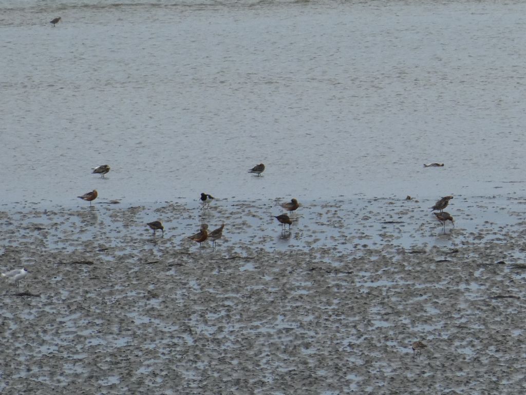 Pittime (Limosa sp. ) e Beccaccia di mare ((Haematopus ostralegus)